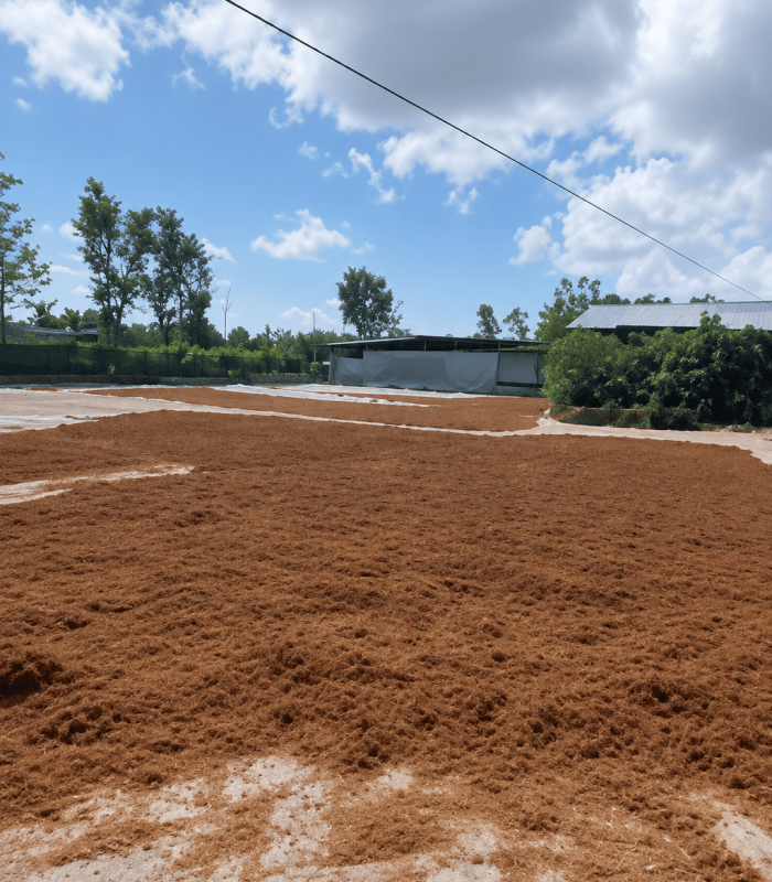 Cocopeat Drying Yard